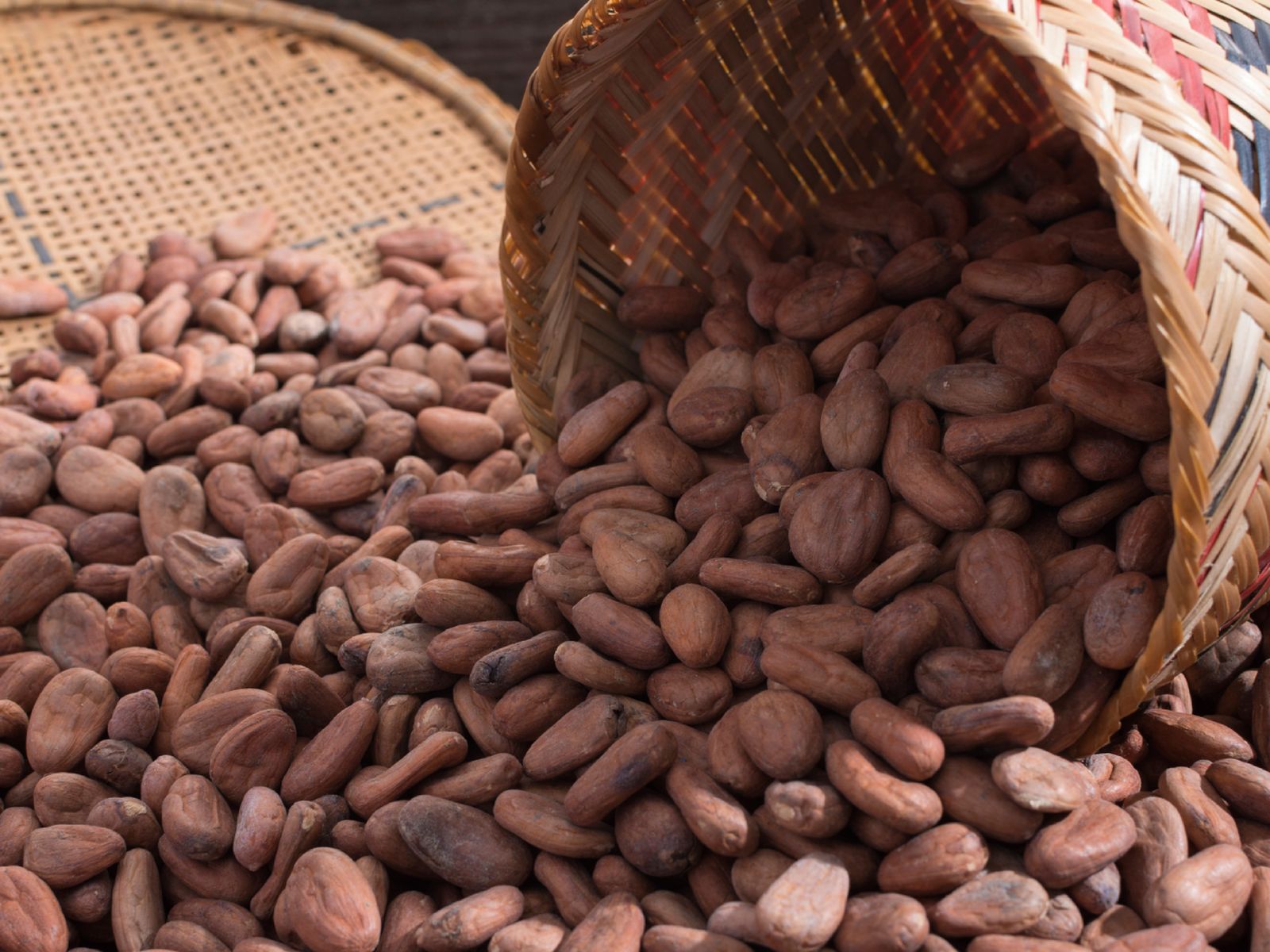 Los granos de cacao son el origen de todo buen chocolate. Los granos de cacao son el origen de todo buen chocolate.