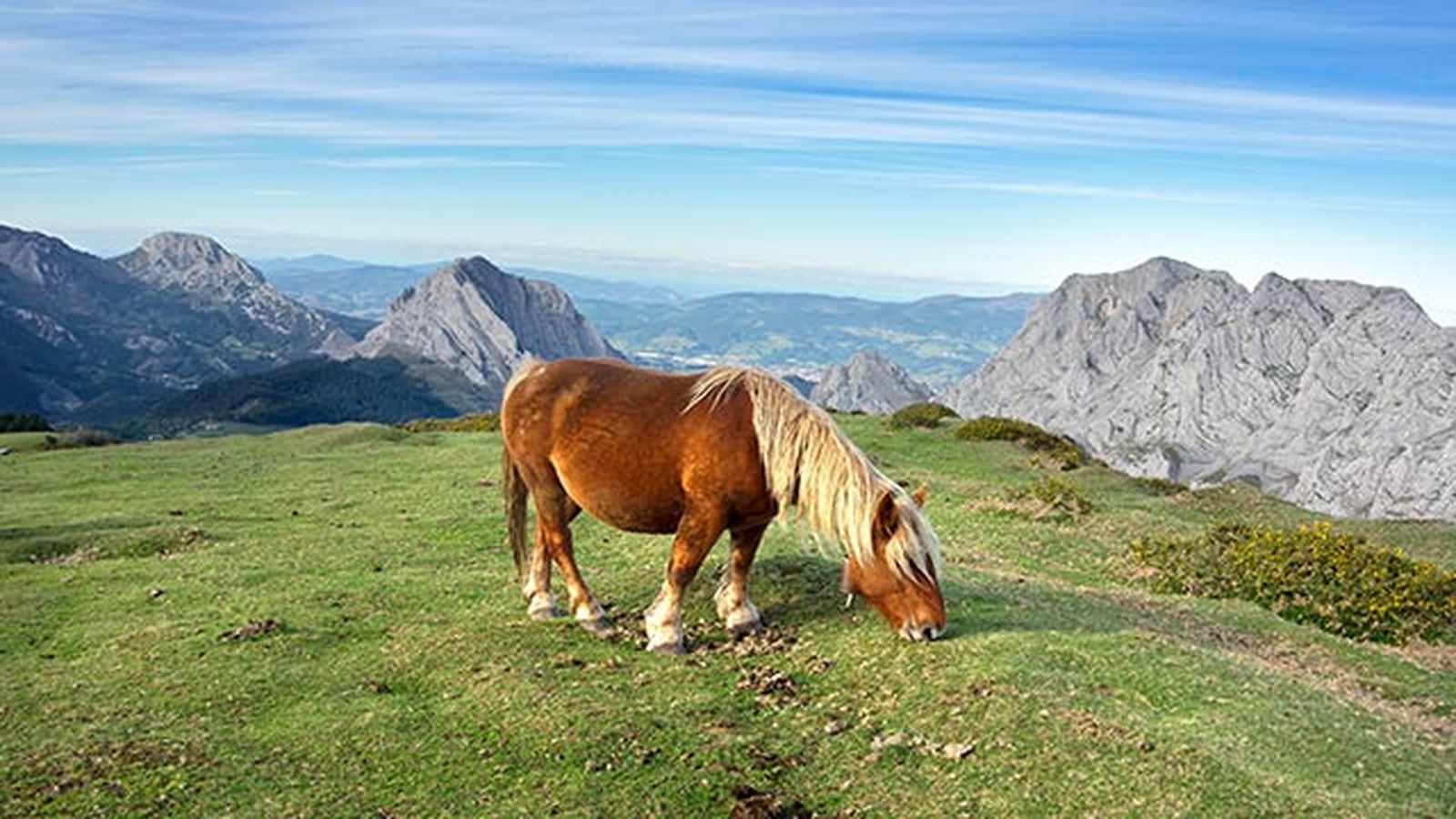 Caballo Pottoka Caballo Pottoka