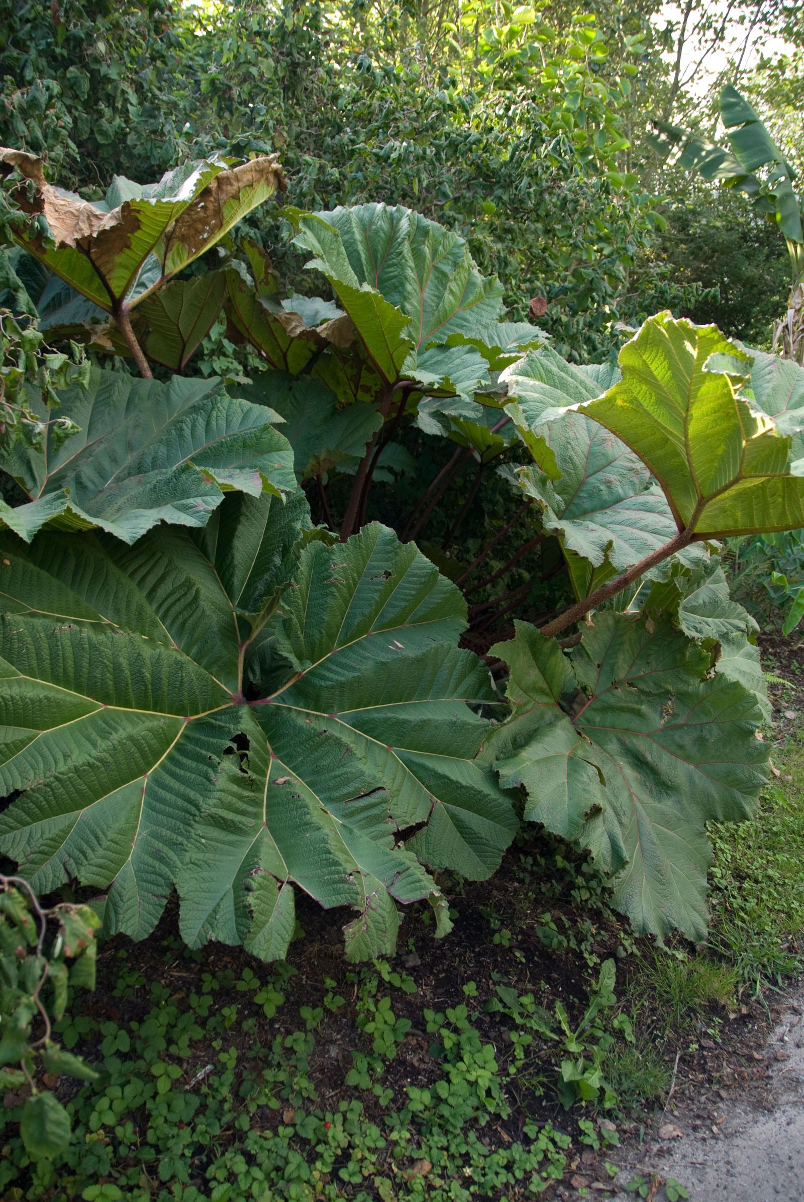 deco 269 plantas hojas grandes gunnera 3 deco 269 plantas hojas grandes gunnera 3