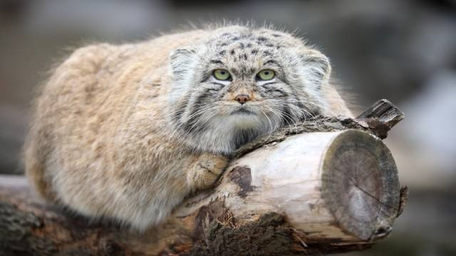 gato de mallas tumbado gato de mallas tumbado