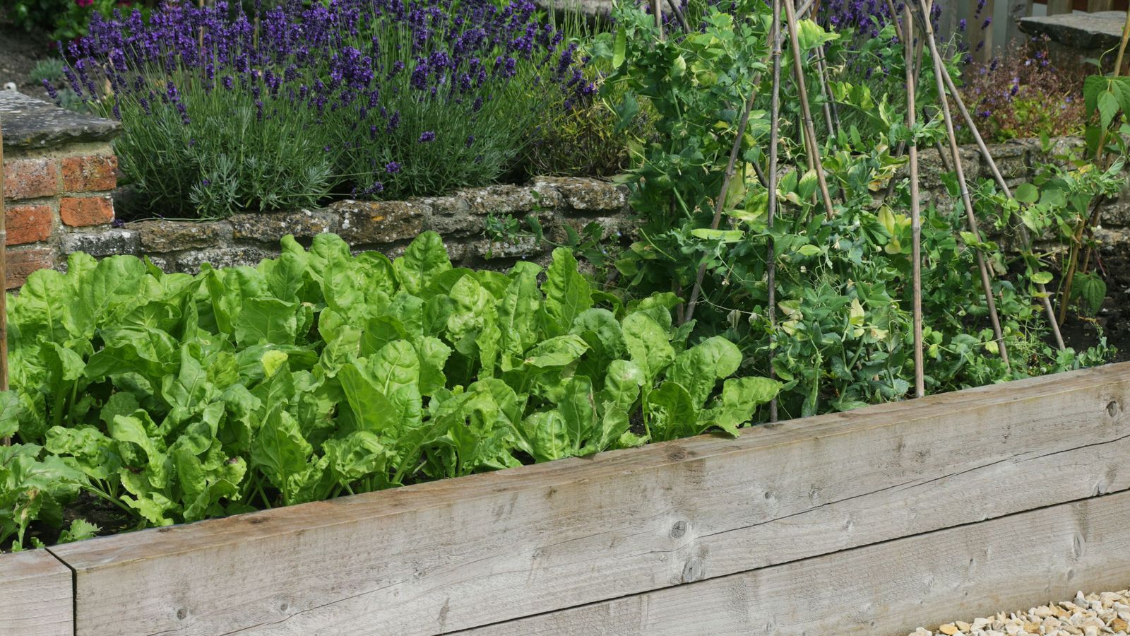 La lavanda tiene un perfume muy agradable que repele mosquitos, pulgones y gusanos