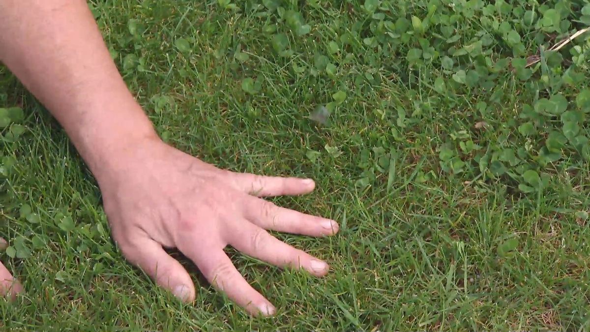 deco 658 herbicidas cesped jardin trebol