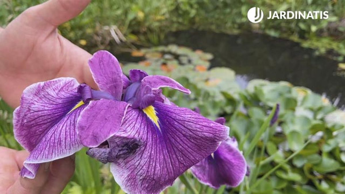 Iris ensata o iris japonés.