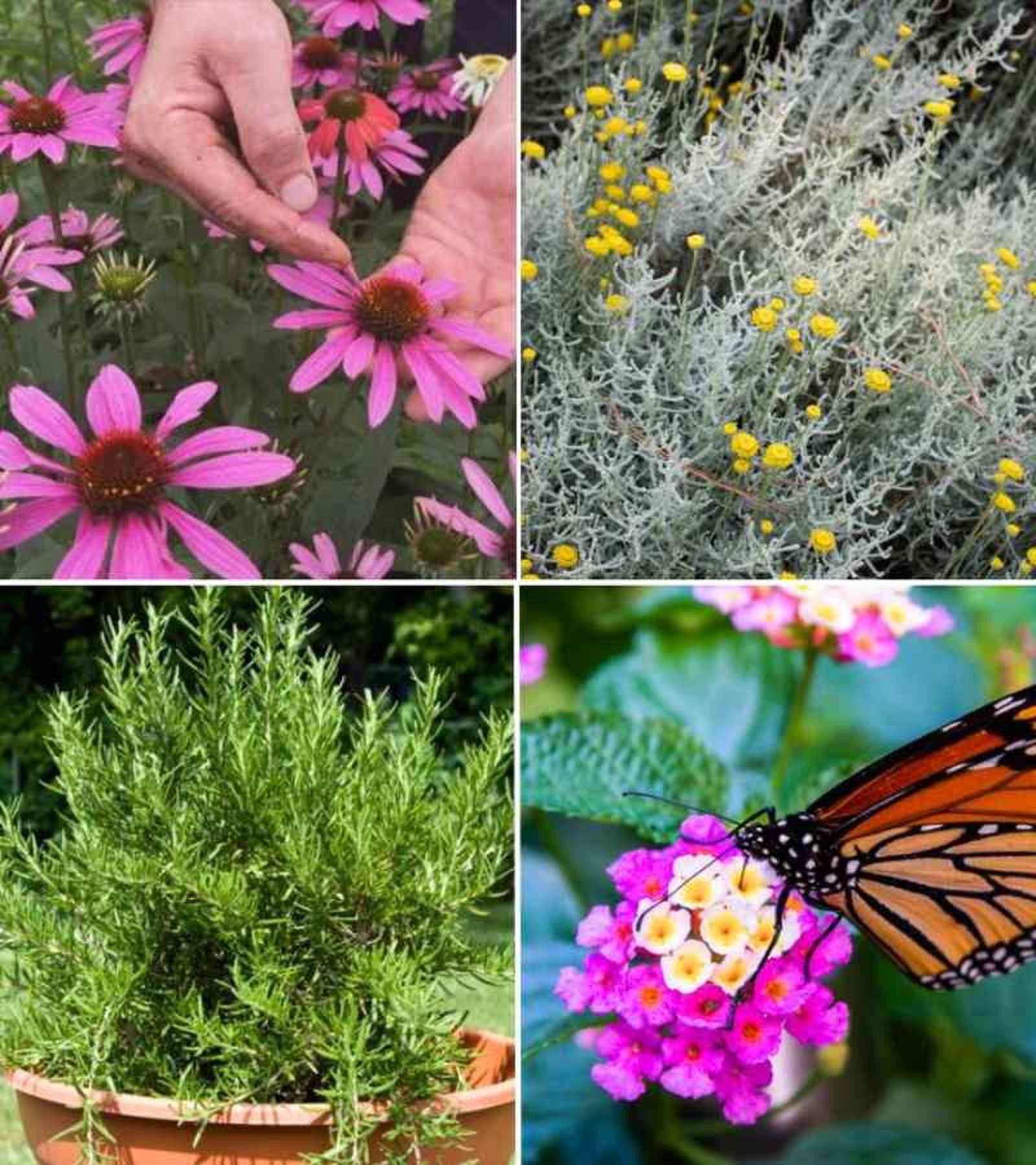 De izq. a drcha.: echinacea, santolina, romero y lantana De izq. a drcha.: echinacea, santolina, romero y lantana