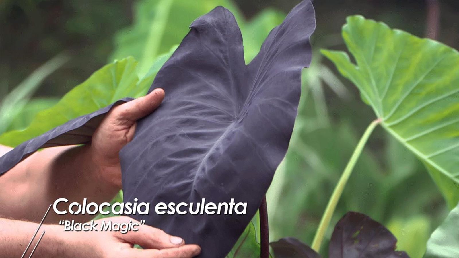 Colocasia Black Magic. Colocasia Black Magic.