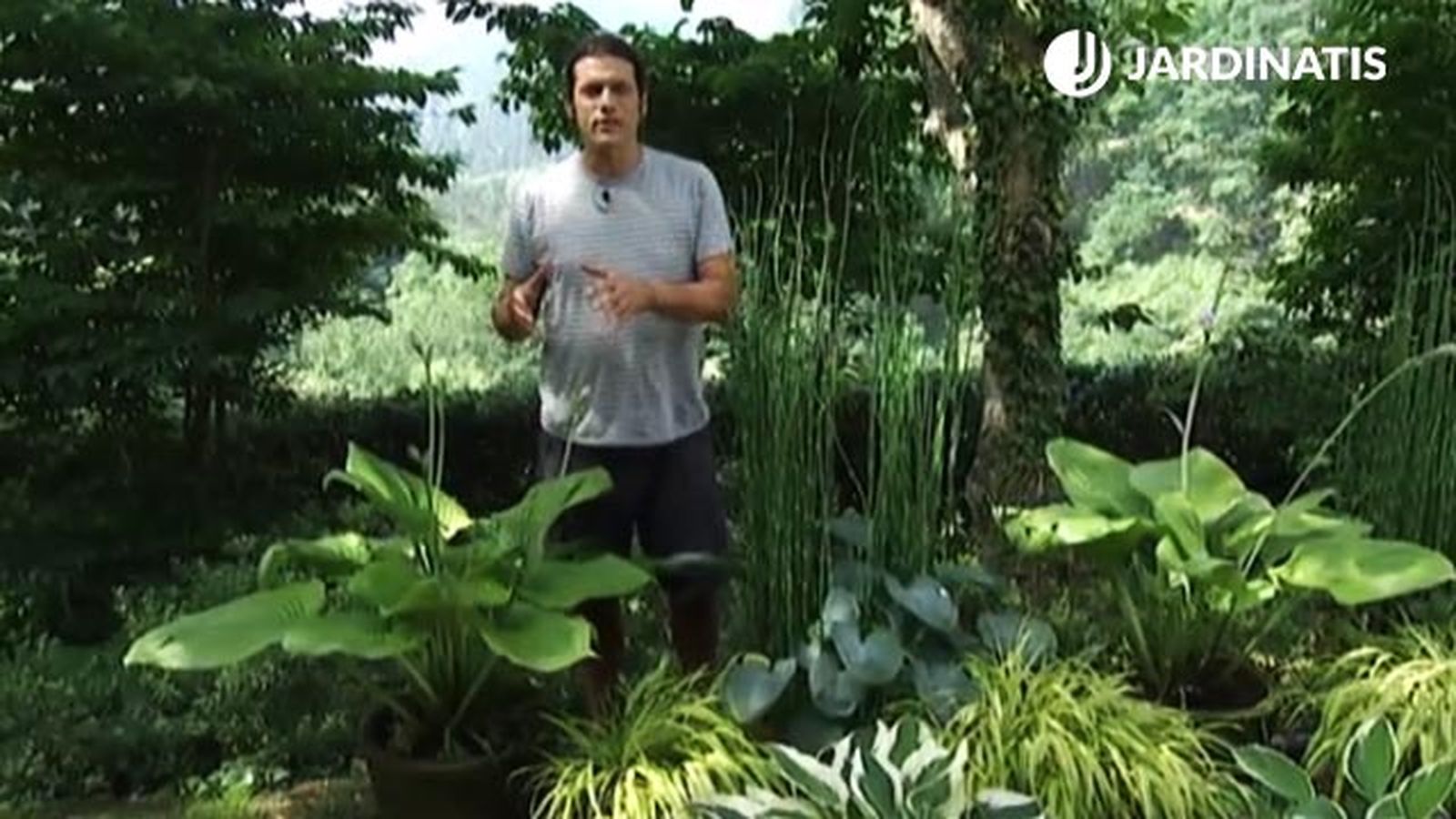 hostas y hermosas deco 454 jardin hostas y hermosas deco 454 jardin