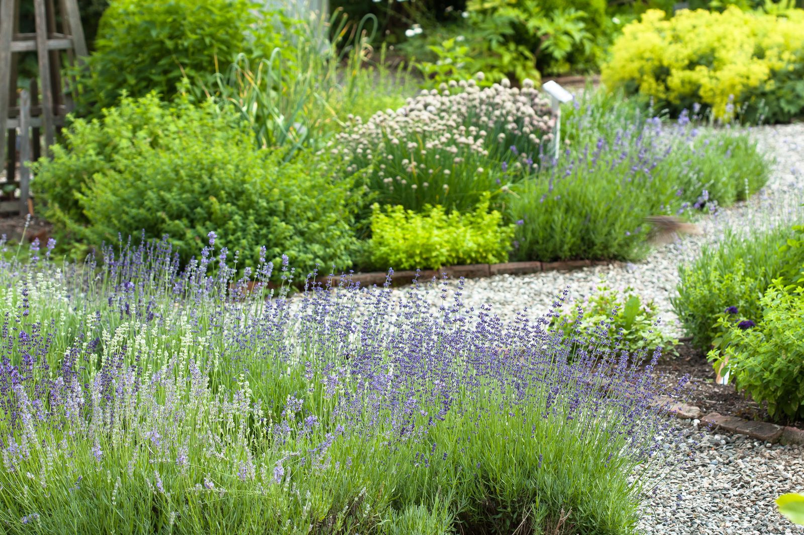 Mantenimiento básico del jardín: parterre de arbustos
