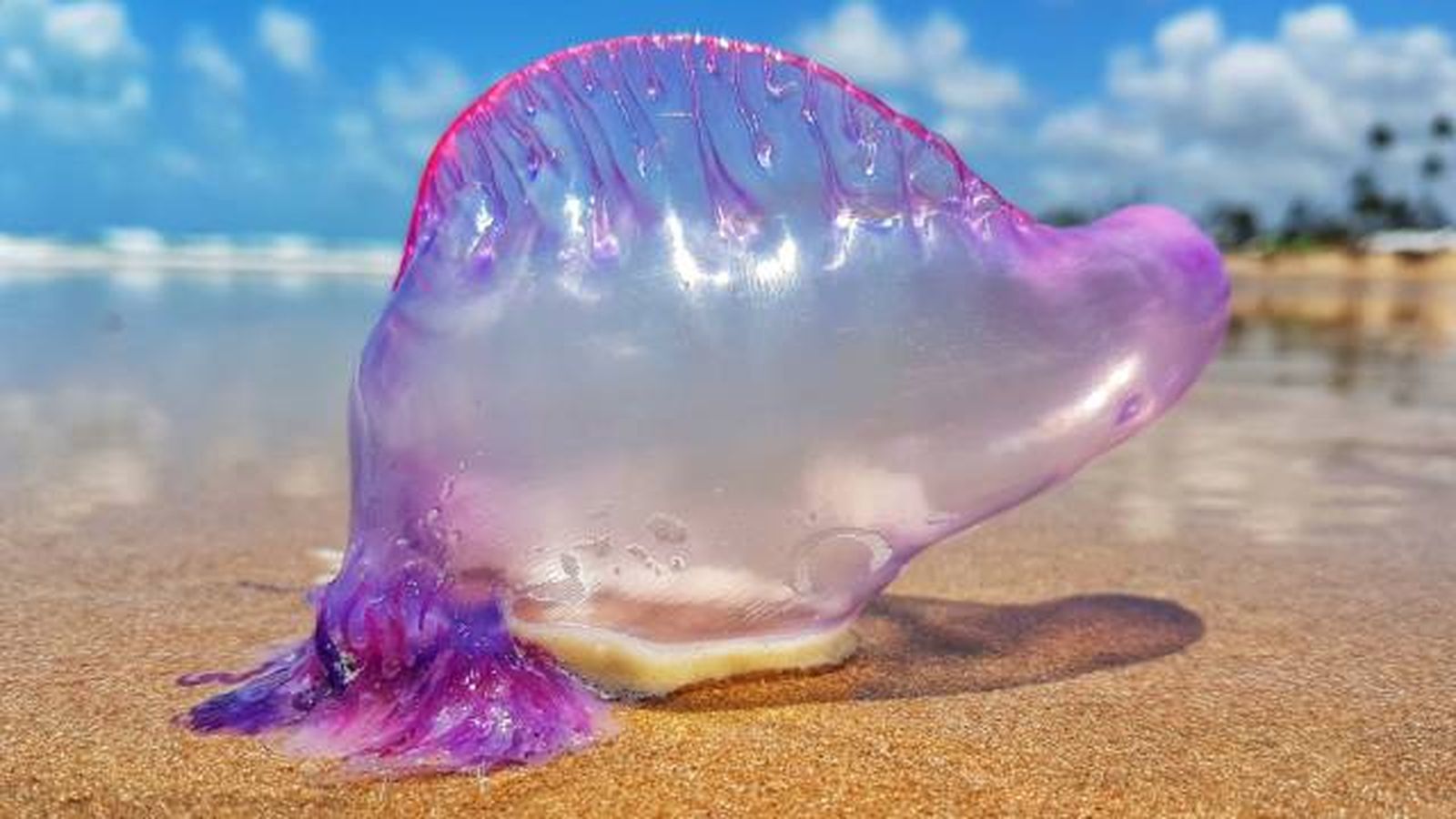 animales marinos visita verano costas espana carabela portugesa y tiburon tintorera animales marinos visita verano costas espana carabela portugesa y tiburon tintorera