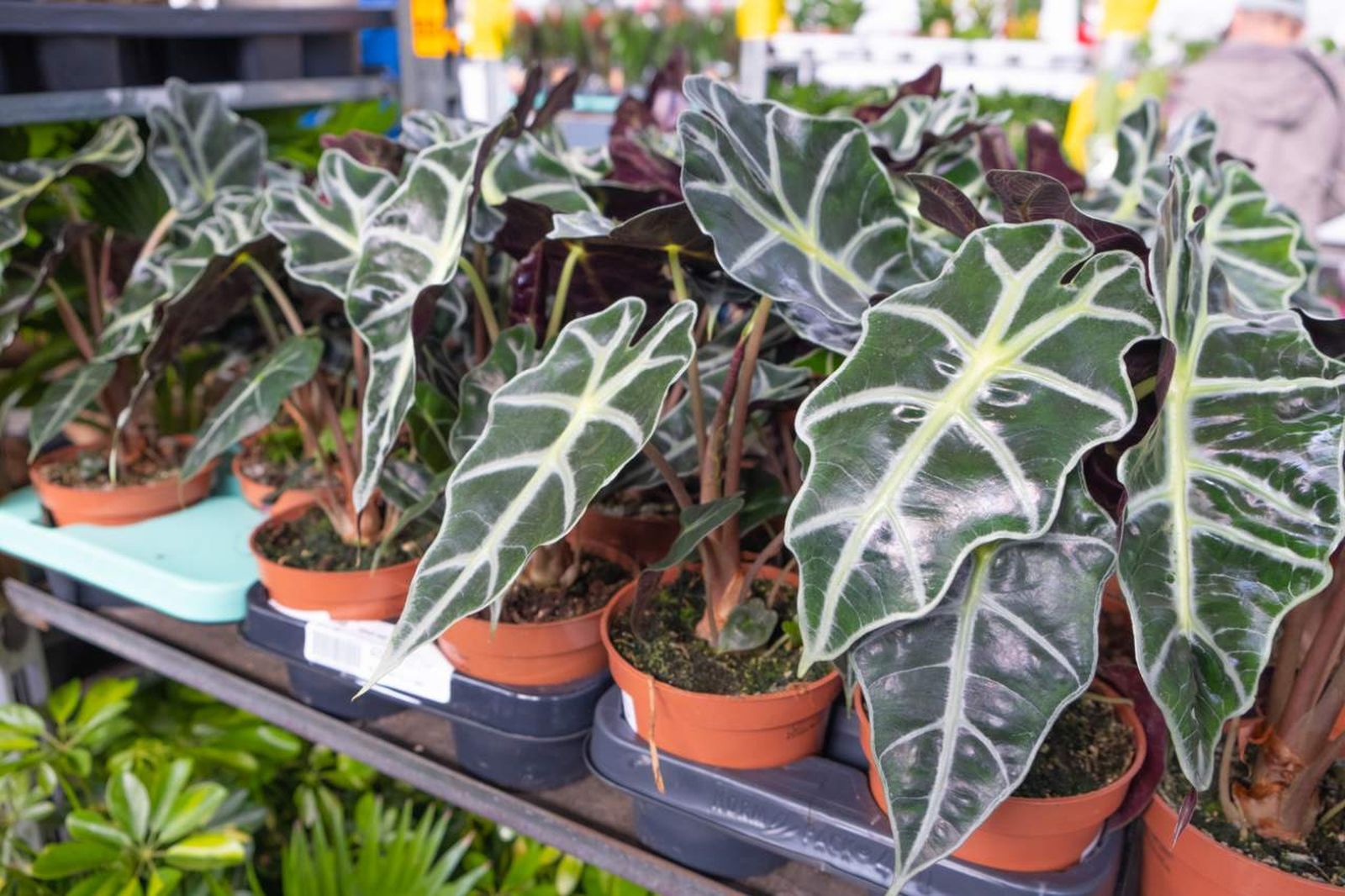 Alocasia Polly