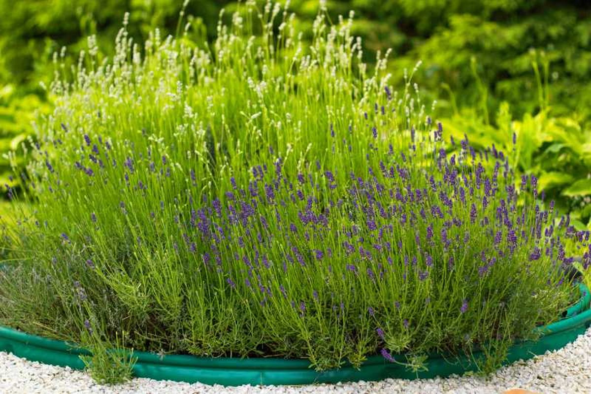 Las técnicas de poda de la lavanda varían según nuestro propósito.