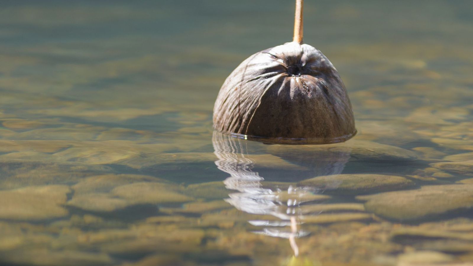 Las plantas han desarrollado estrategias extraordinarias para que sus semillas viajen