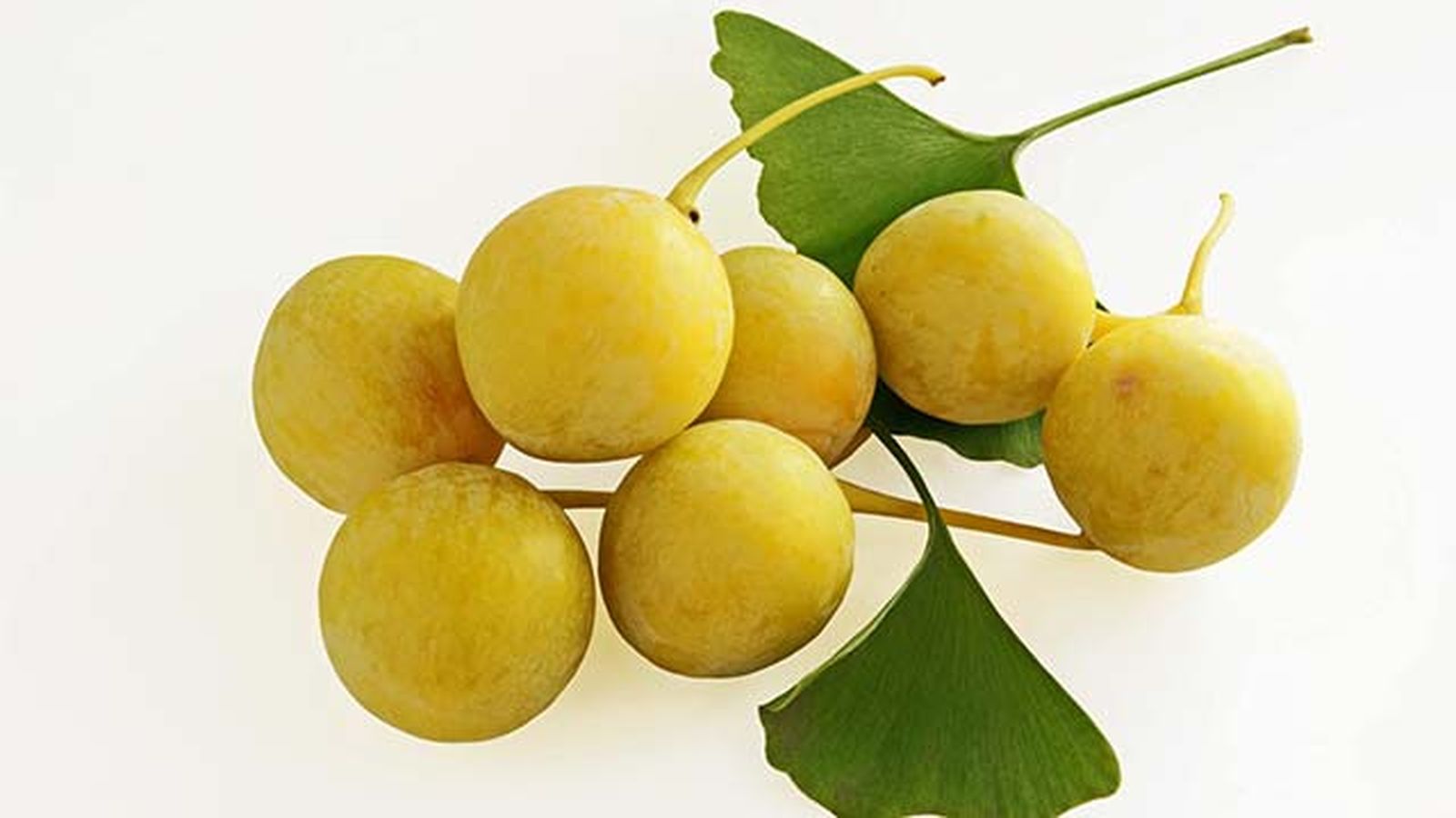frutos ginkgo biloba
