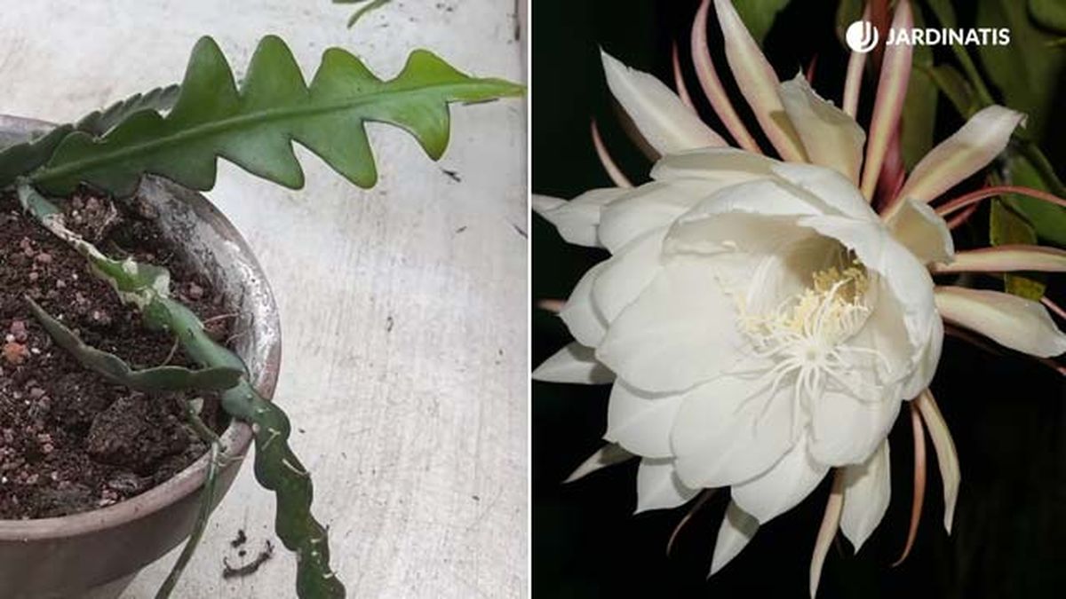 cactus raspa de pescado tallos y flor jardinatis 18