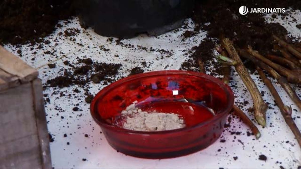 hormona de enraizamiento rosales deco 645