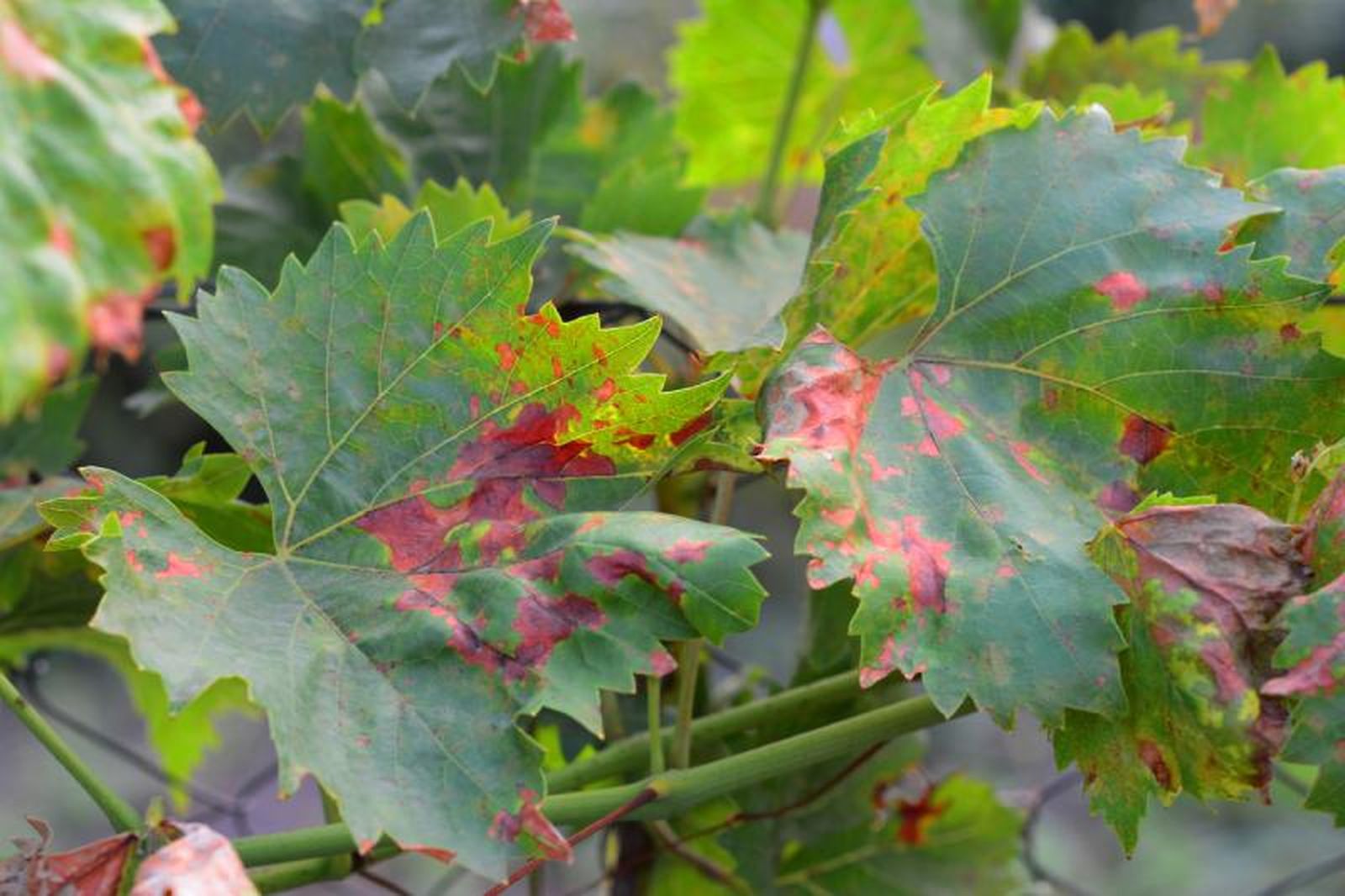 Antracnosis de las uvas