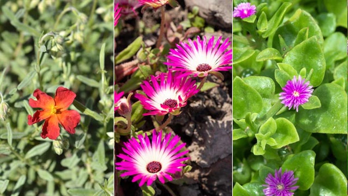 Helianthemum Fire Dragon una de gato Aptenia cordiflora