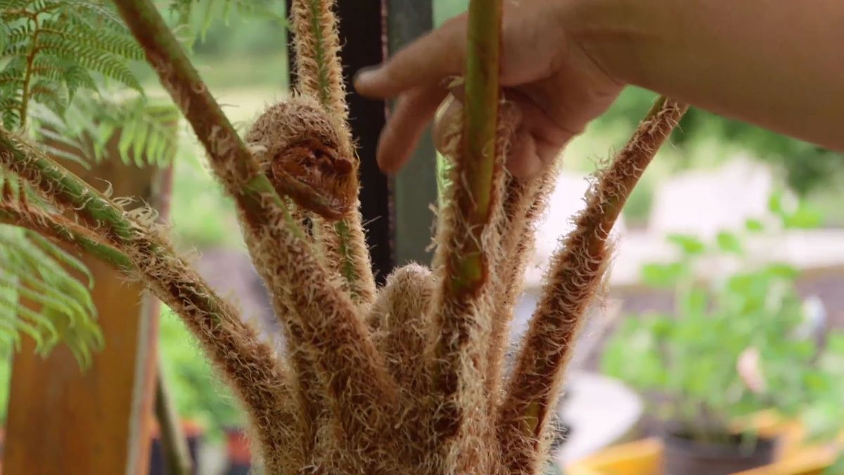 Bricomania 919 3 plantacion helechos colgantes helecho arboreo