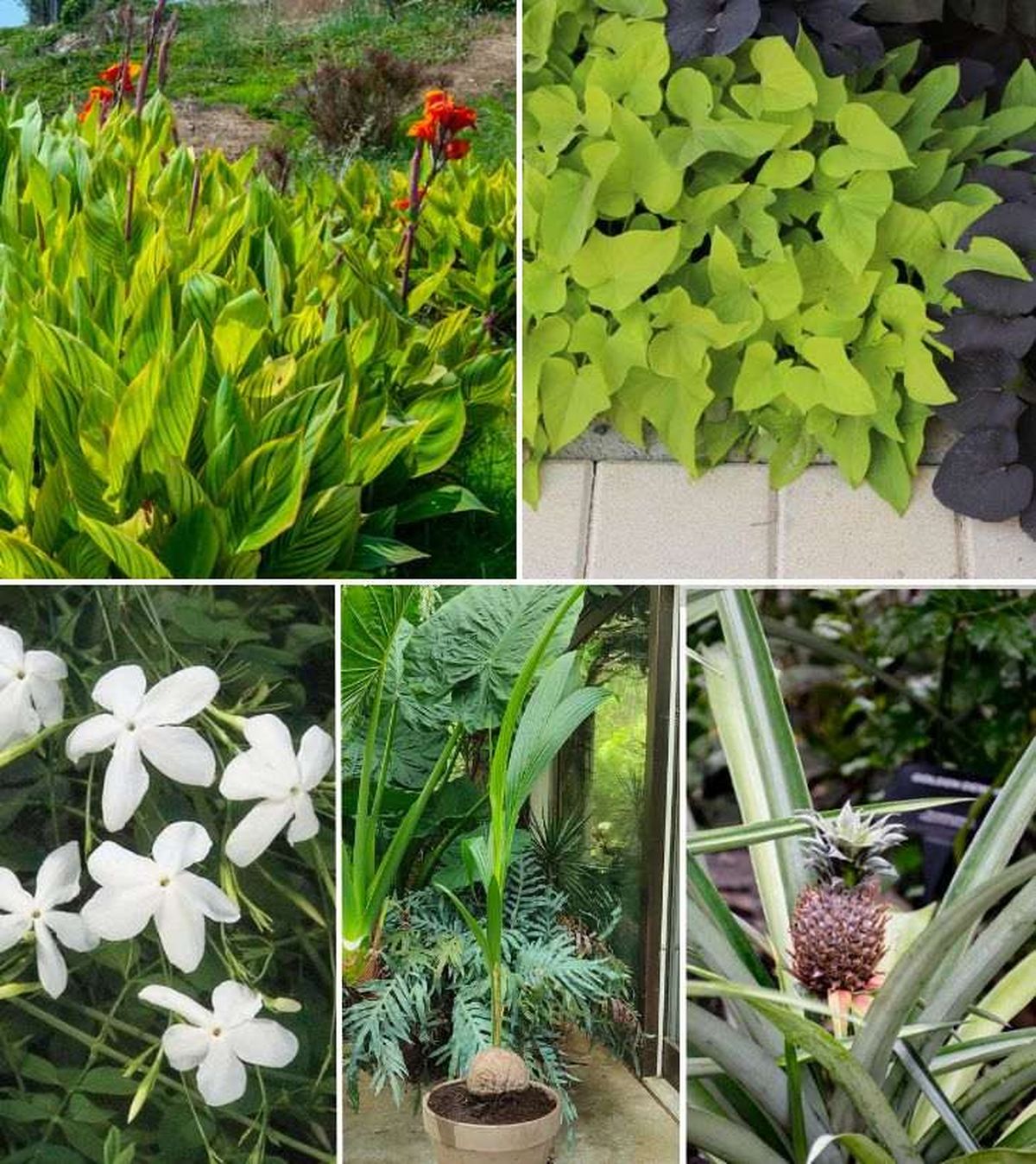 plantas tropicales de exterior 2