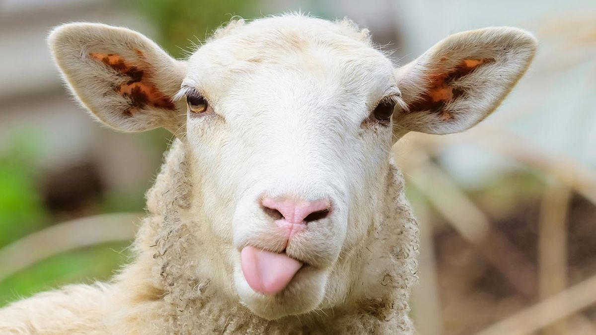 selfies divertidos animales granja 5