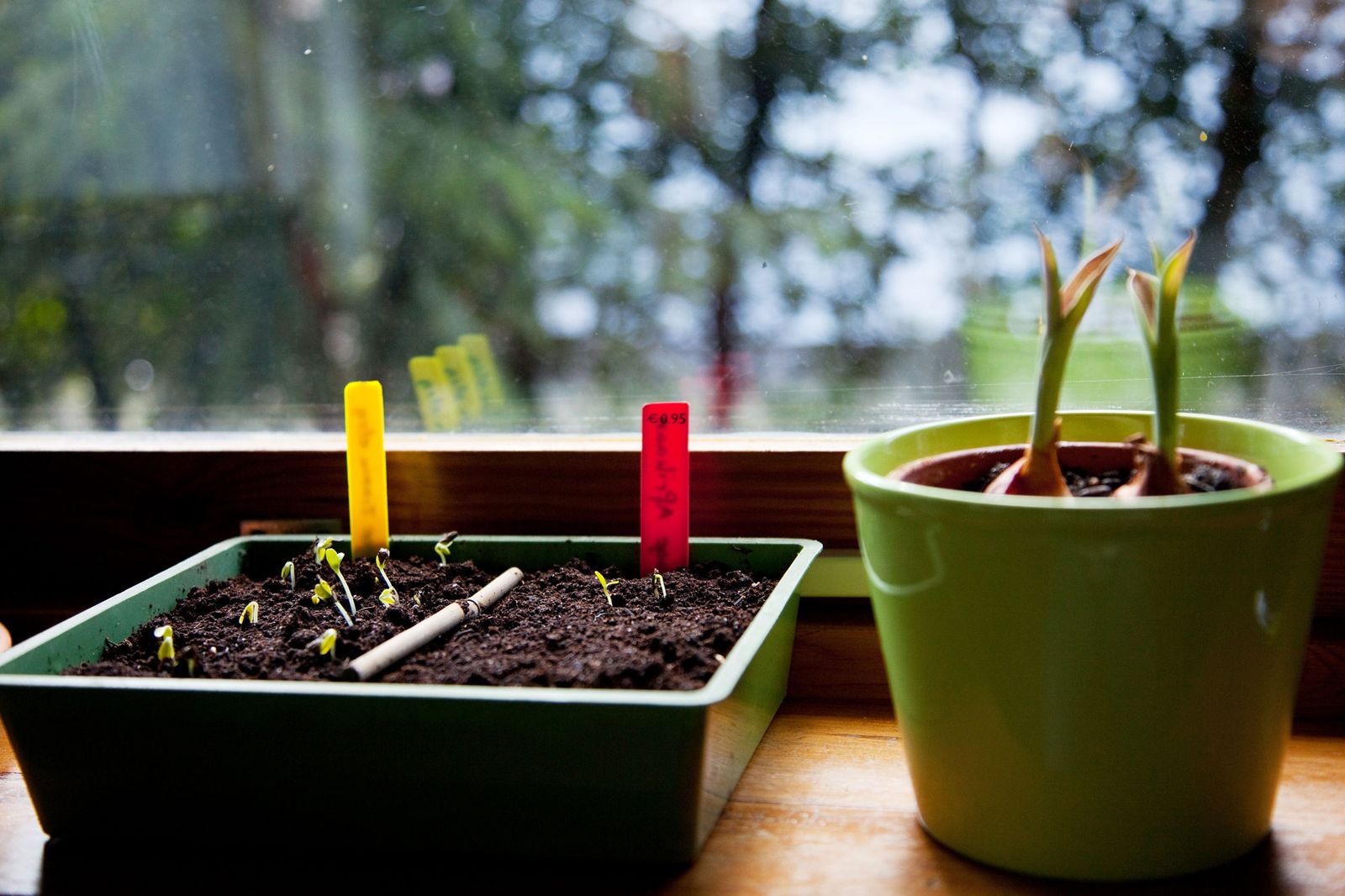 Reproducción de las plantas de colección
