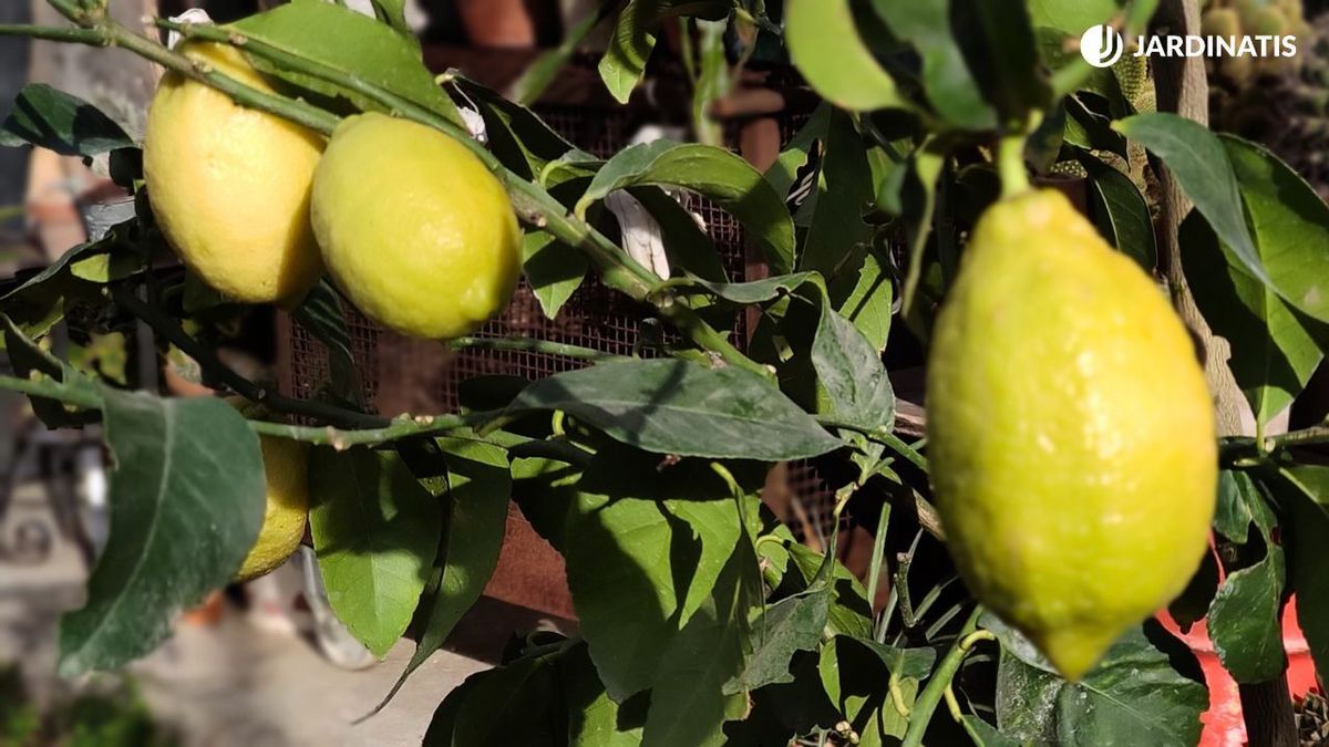 limon fruto del limonero jardinatis 32