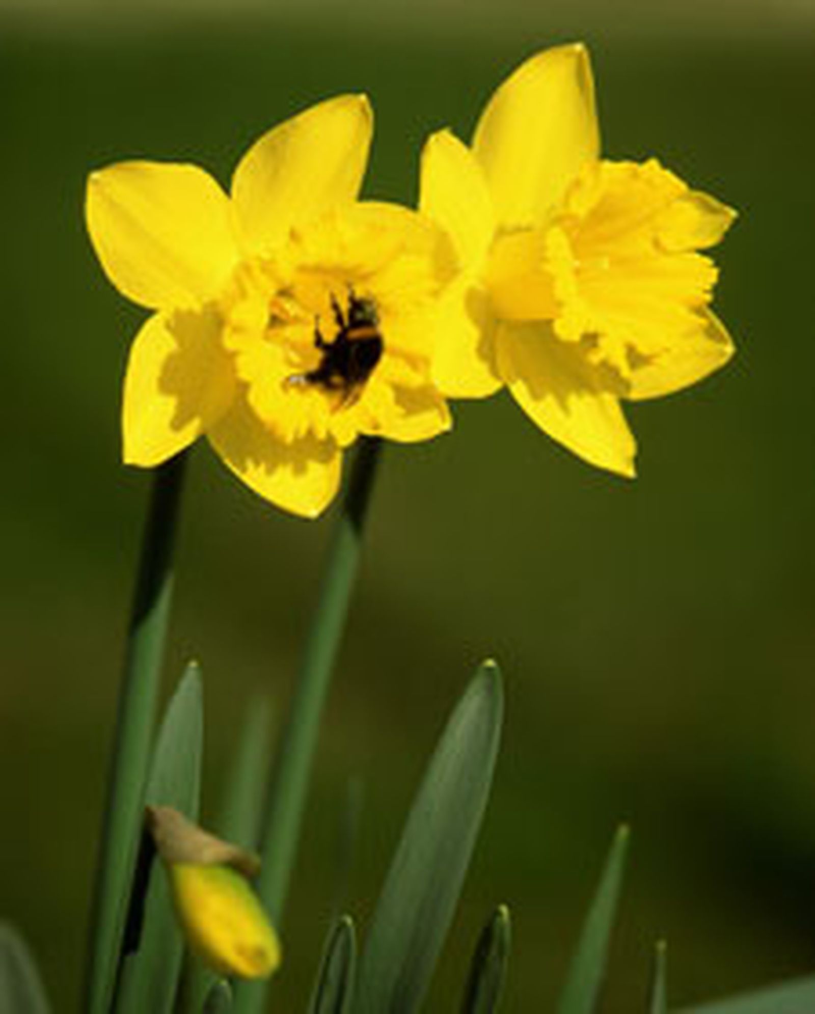 narciso l narciso l