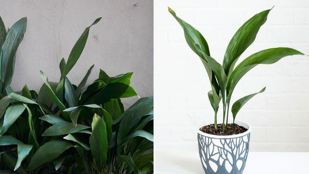 planta que sobrevive con.poca luz aspidistra