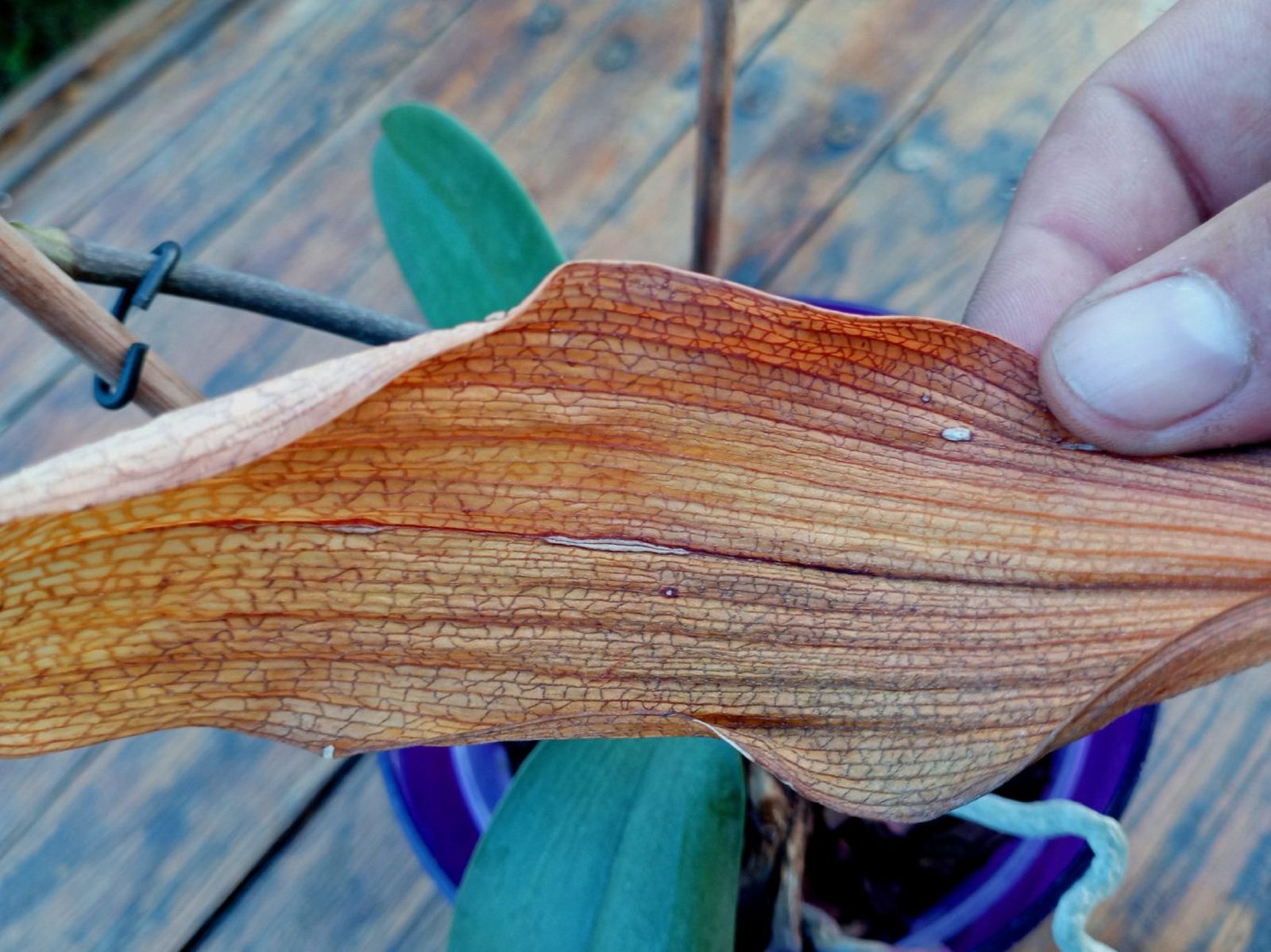 Una hoja totalmente seca en una orquídea suele indicar deshidratación avanzada.