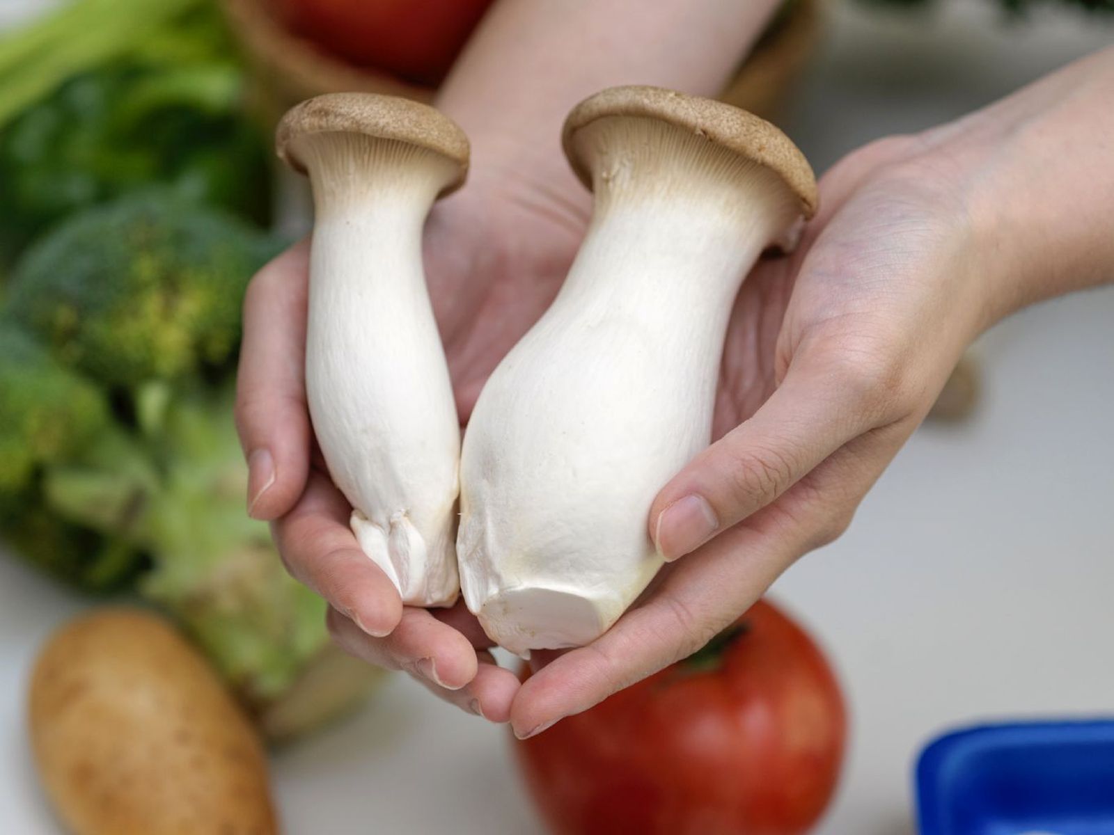 Seta de cardo (Pleurotus eryngii) Seta de cardo (Pleurotus eryngii)