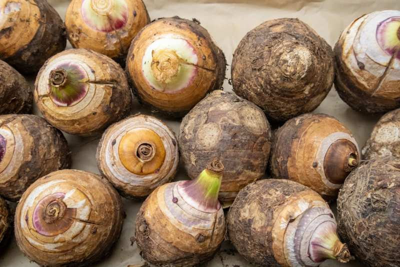 Taro, un tubérculo comestible.