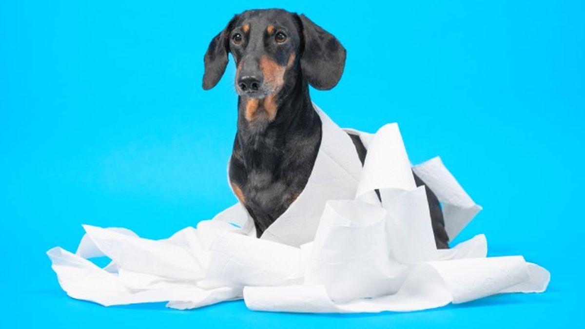 como cortar diarrea perros remedios caseros 4