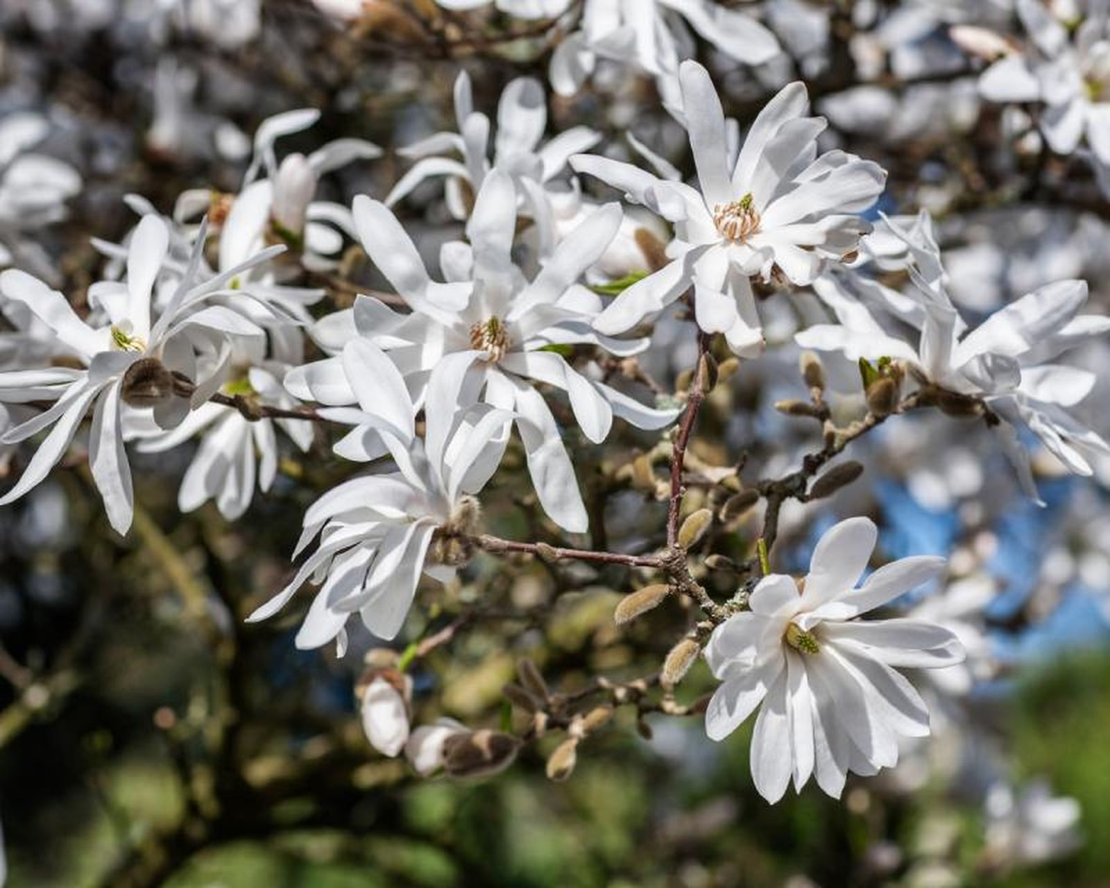 Magnolia stellata. Magnolia stellata.