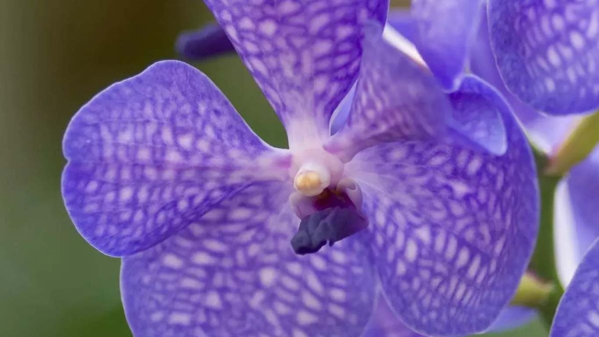 Vanda coerulea, una orquídea epífita.
