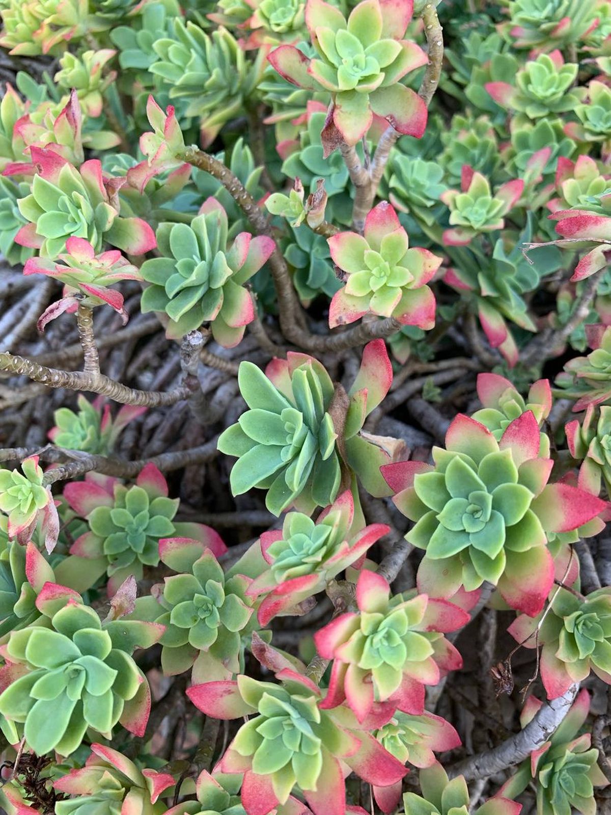 sedum spathulifolium resistente heladas con sustrato humedo