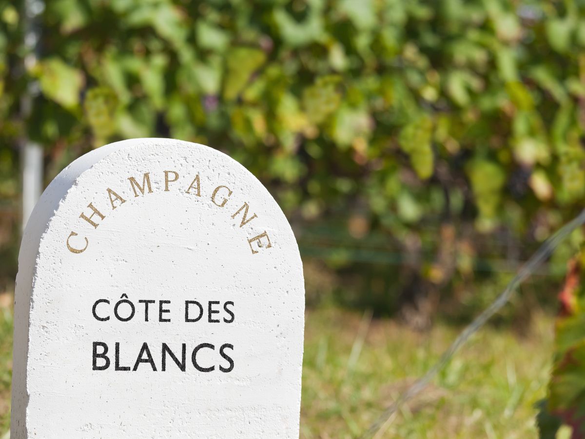 El alma del champagne nace aquí, en la Côte des Blancs francesa.