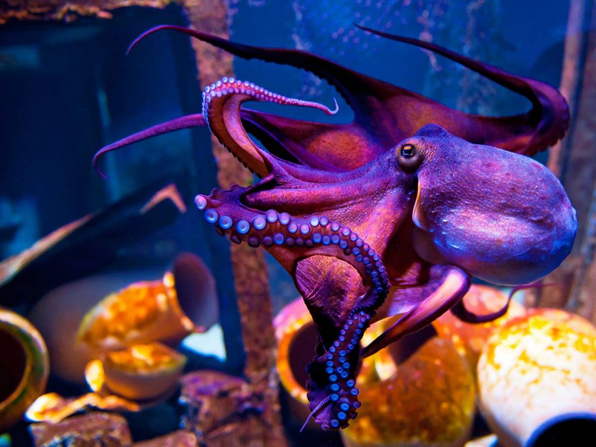 Poseen muy buena memoria, capacidad de orientación y aprendizaje.