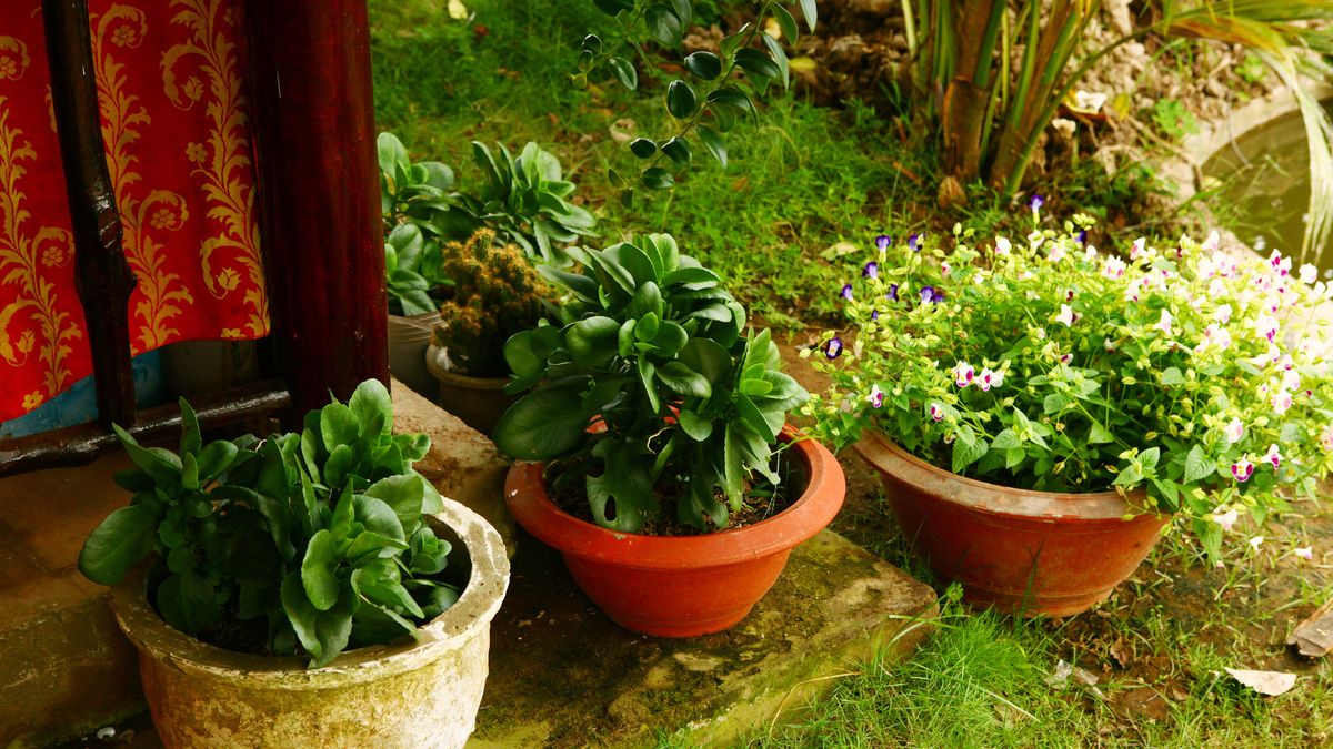 Ten en cuenta las condiciones de tu vivienda para elegir las plantas