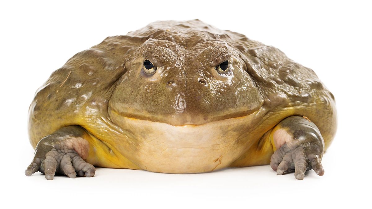 animales exoticos serpiente sapo