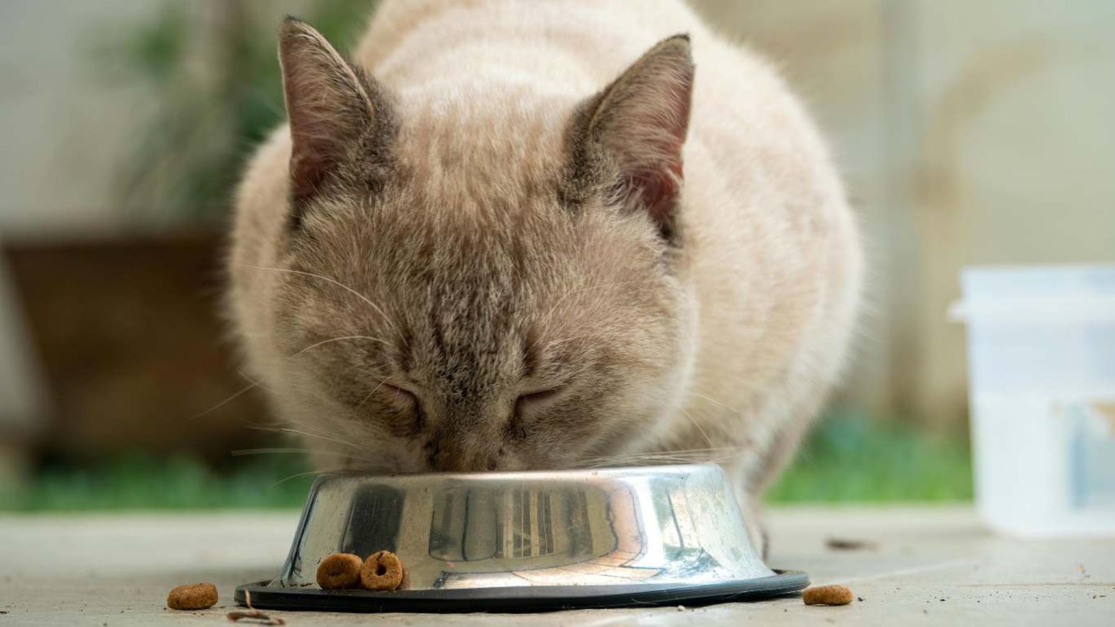 La calidad y el equilibrio nutricional son clave para elegir la mejor comida para mantener sano a tu gato.
