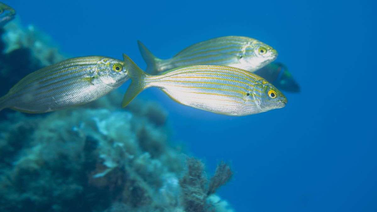 Las sarpas pueden causar efectos alucinógenos temporales