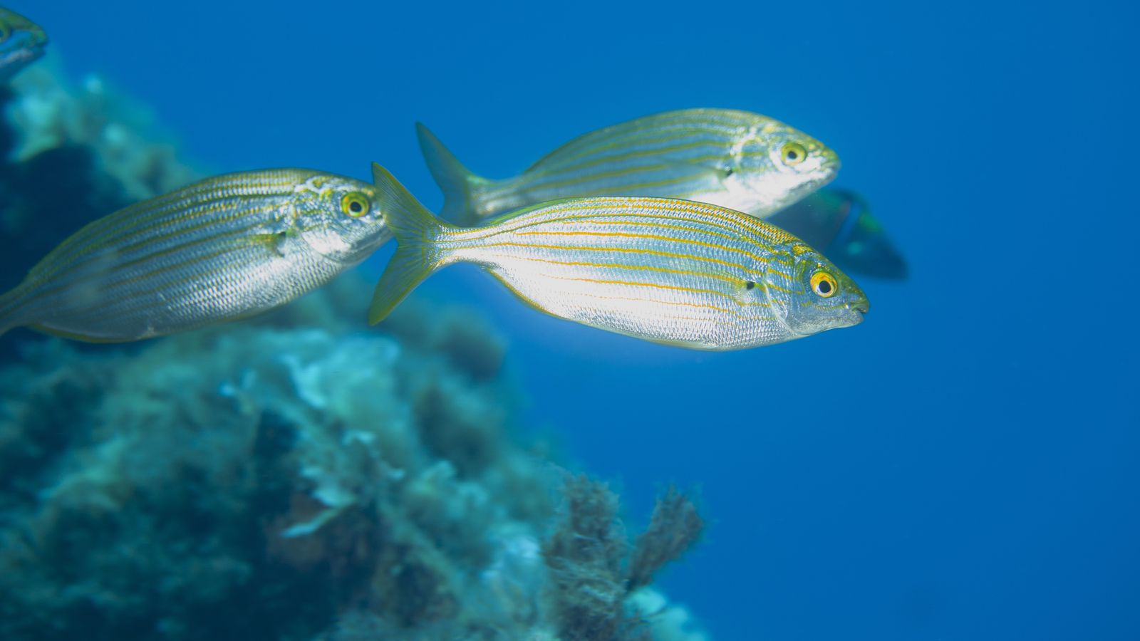 Las sarpas pueden causar efectos alucinógenos temporales