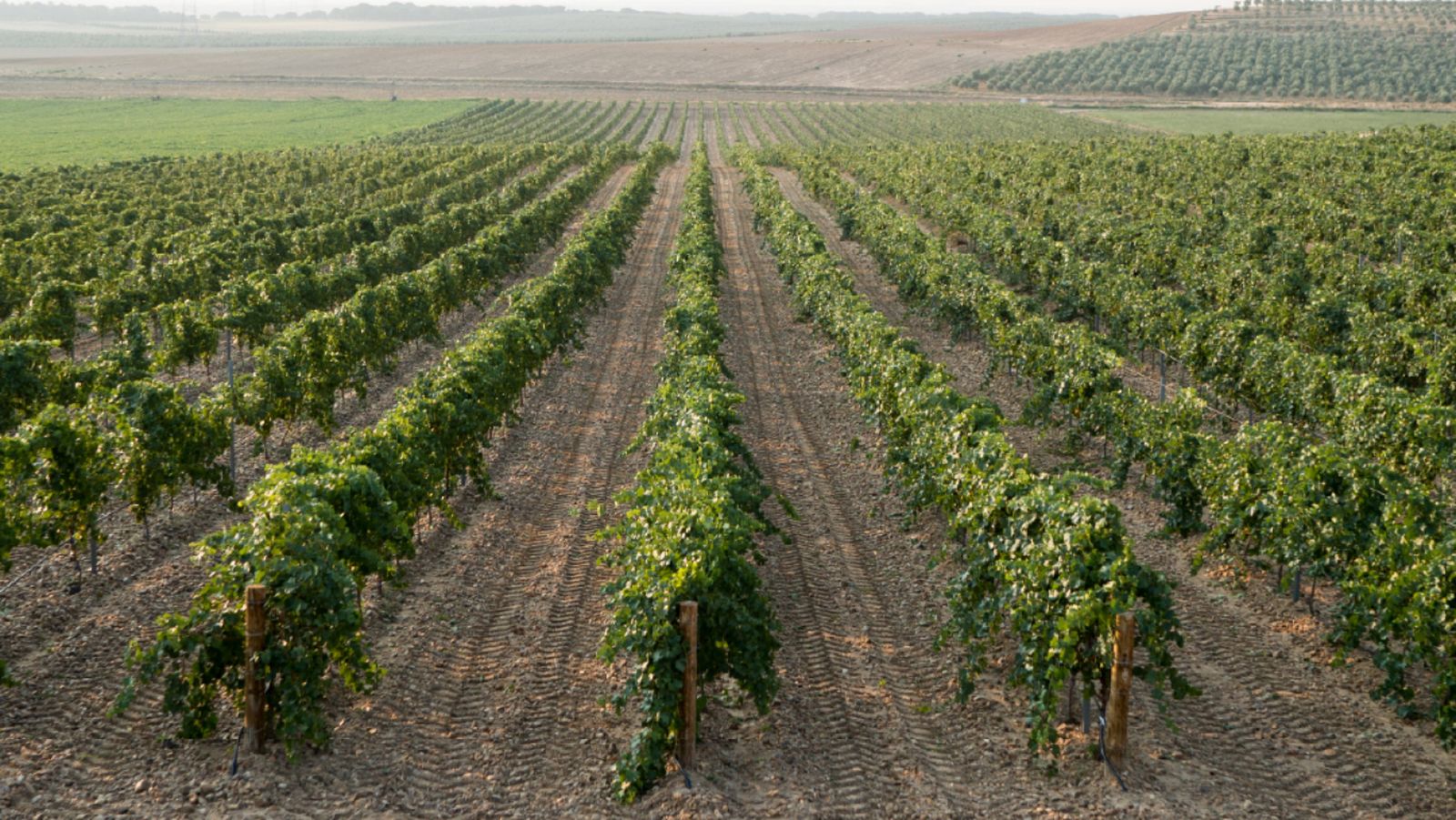 Viñedos de Valbuena de Duero, donde la bodega experimenta con nuevas prácticas agrícolas para el vino 0,0.
