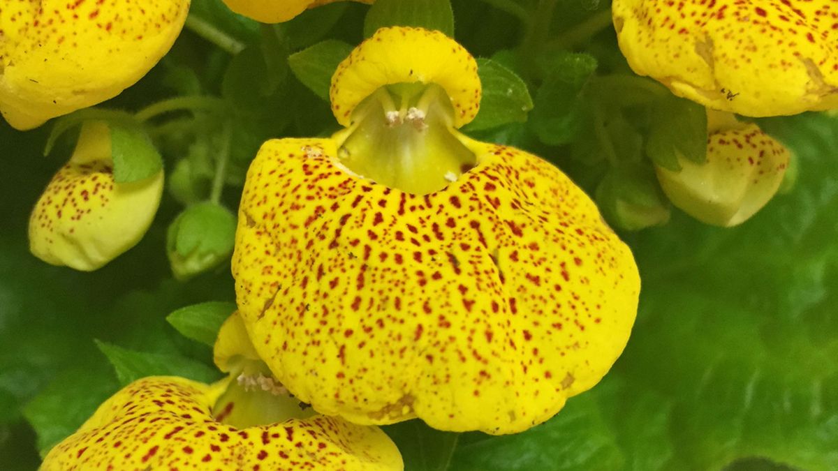 calceolaria zapatitos venus cuidados