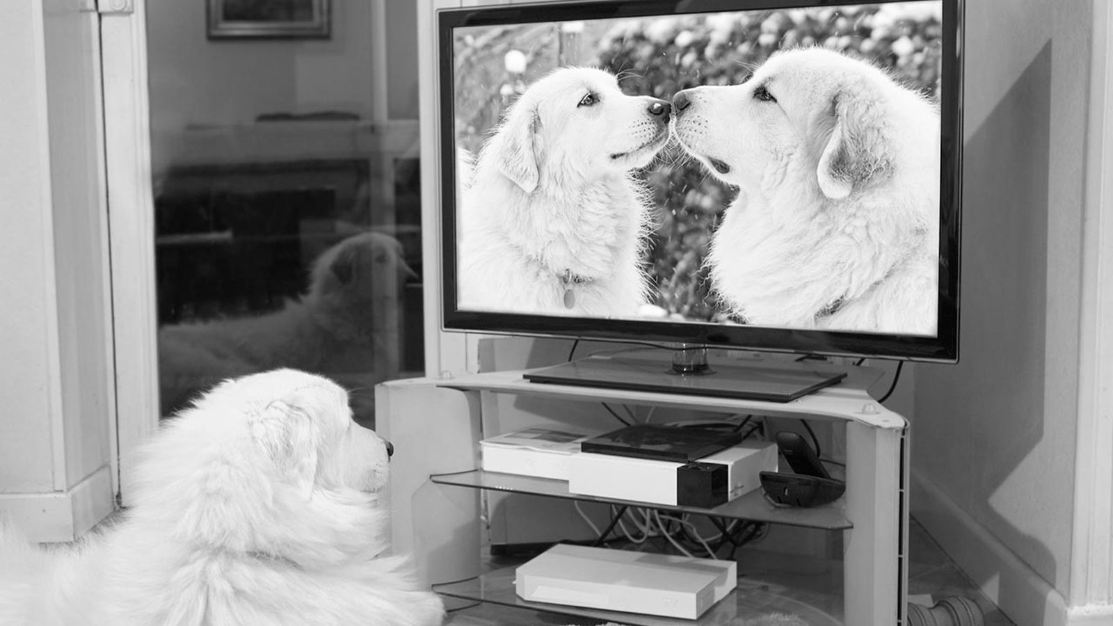 canal tv perros 4 canal tv perros 4