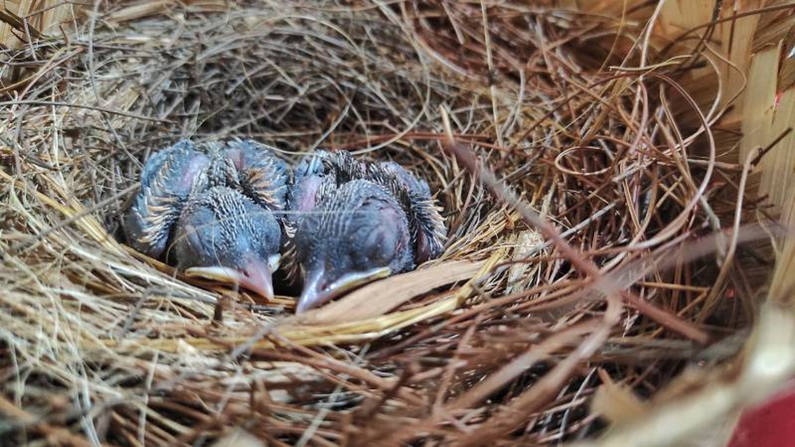 Los pelos de perro pueden contener residuos de productos antiparasitarios, como el fipronil. Los pelos de perro pueden contener residuos de productos antiparasitarios, como el fipronil.