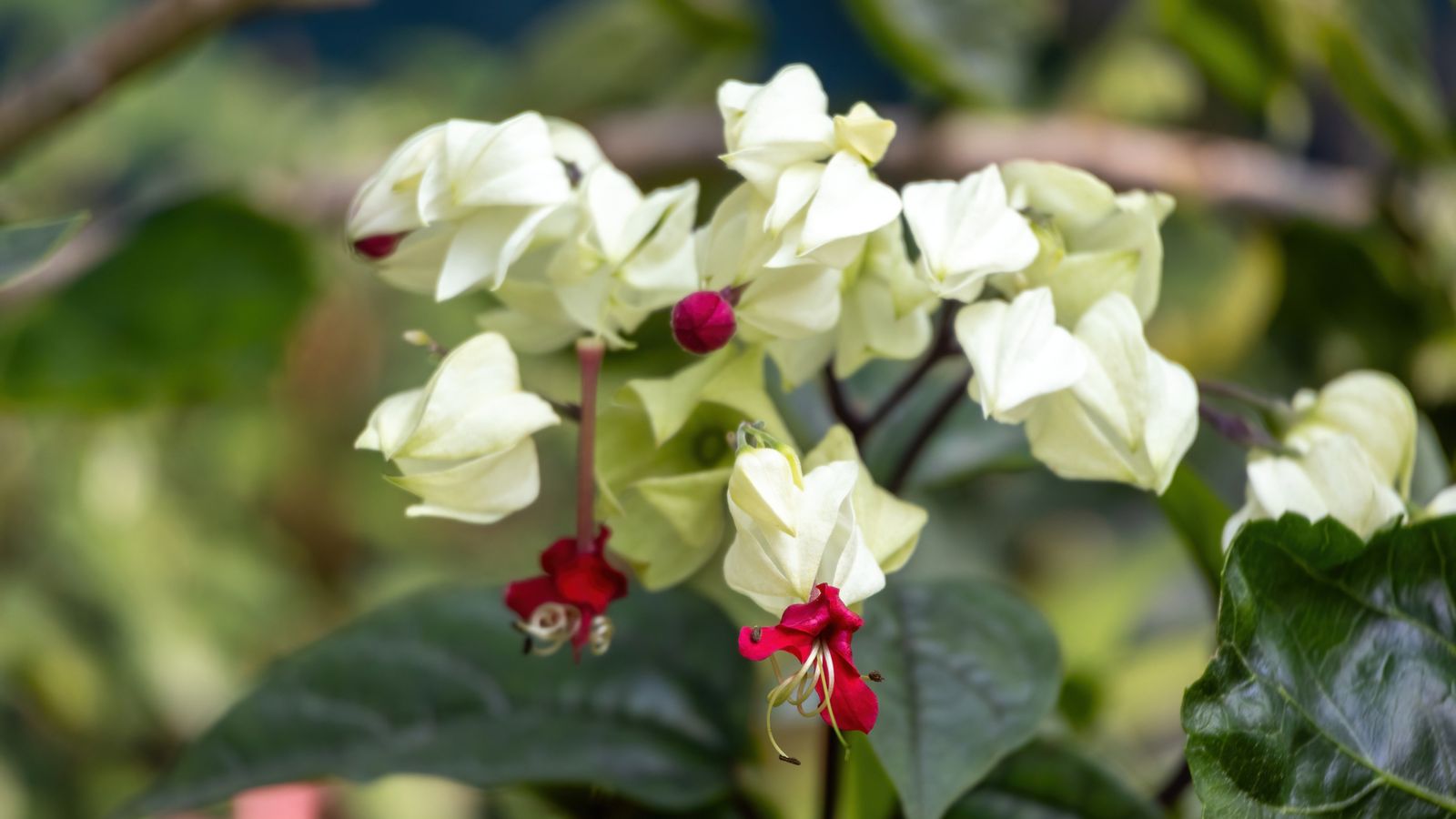 Clerodendrum thomsoniae Clerodendrum thomsoniae