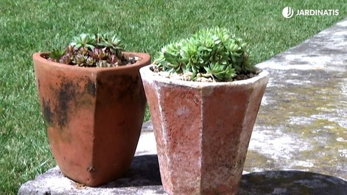 siemprevivas a pleno sol brico 651