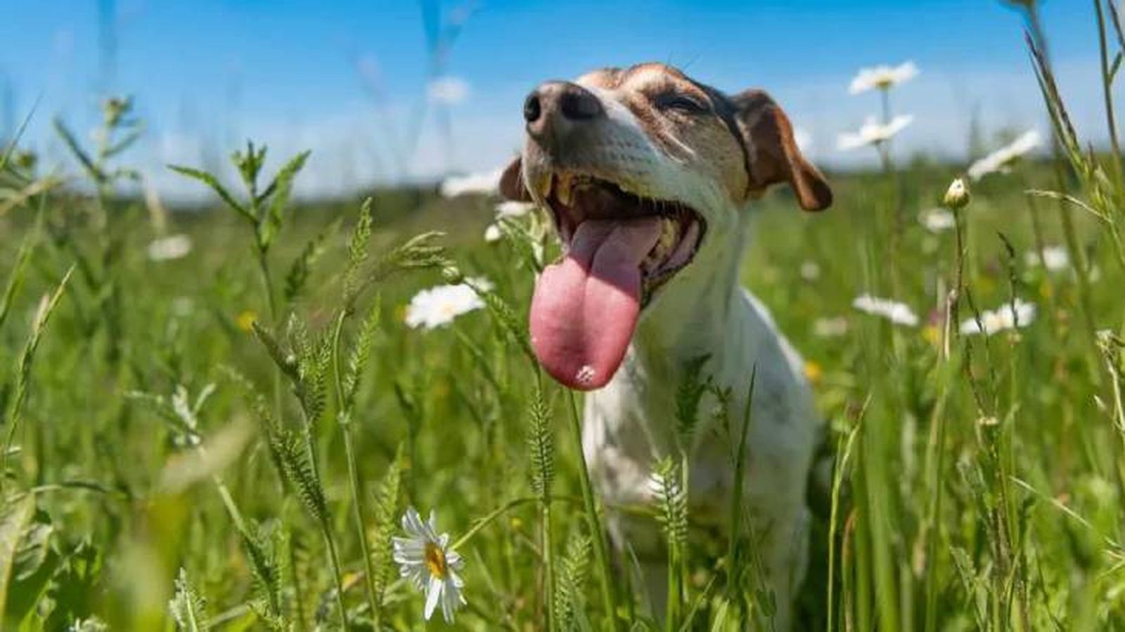 por que los perros comen hierba 5 (1) por que los perros comen hierba 5 (1)