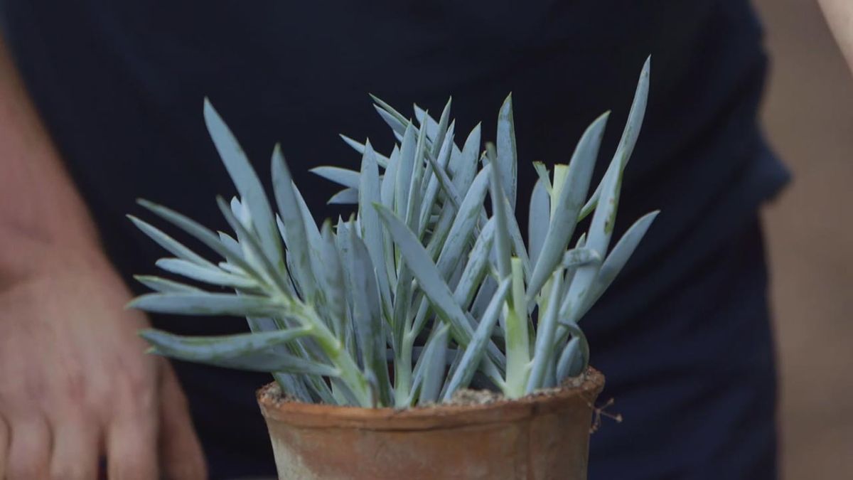 brico 1013 jardin esquejar senecio azul sustrato