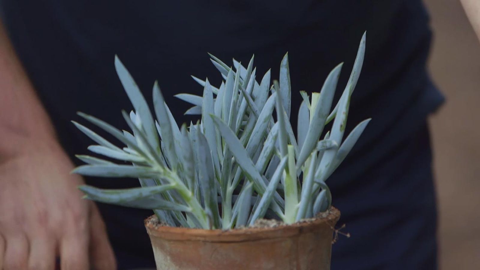 brico 1013 jardin esquejar senecio azul sustrato brico 1013 jardin esquejar senecio azul sustrato